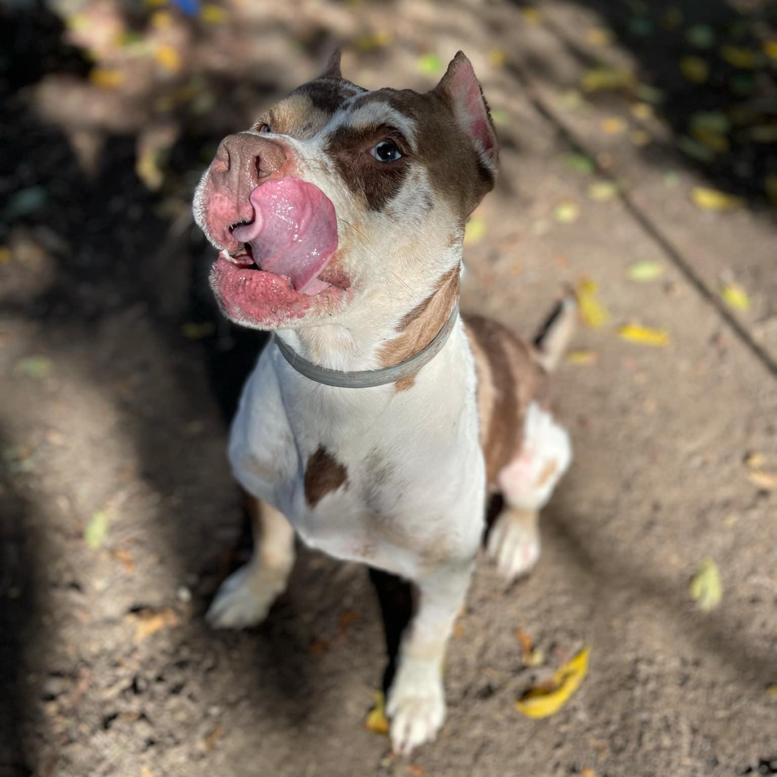 Enlarge Nebby, a Adopted mixed breed in Pittsburgh, PA image 3/6