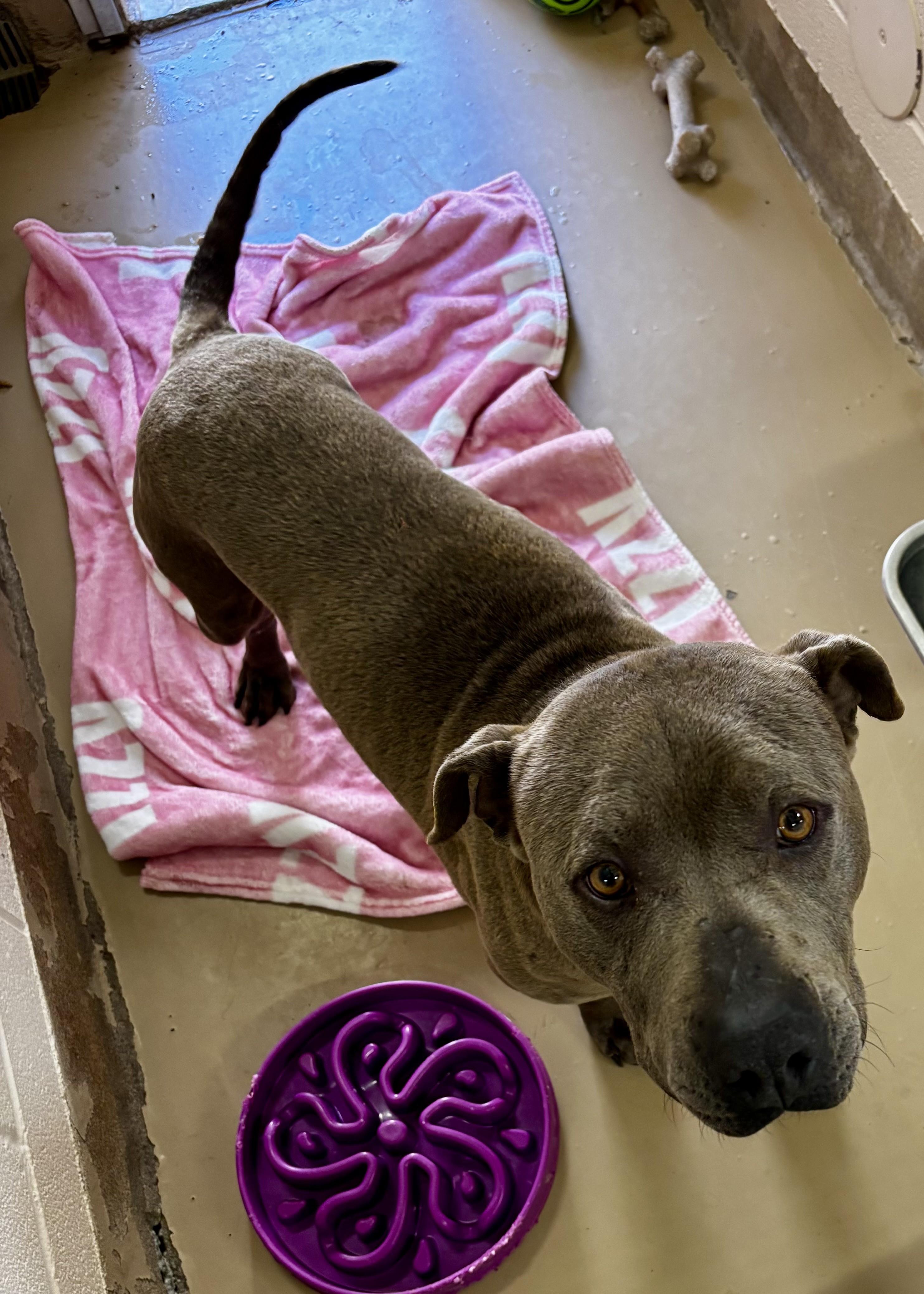 Enlarge Jack, a ADOPTABLE Pit Bull Terrier in Sierra Vista, AZ image 2/3