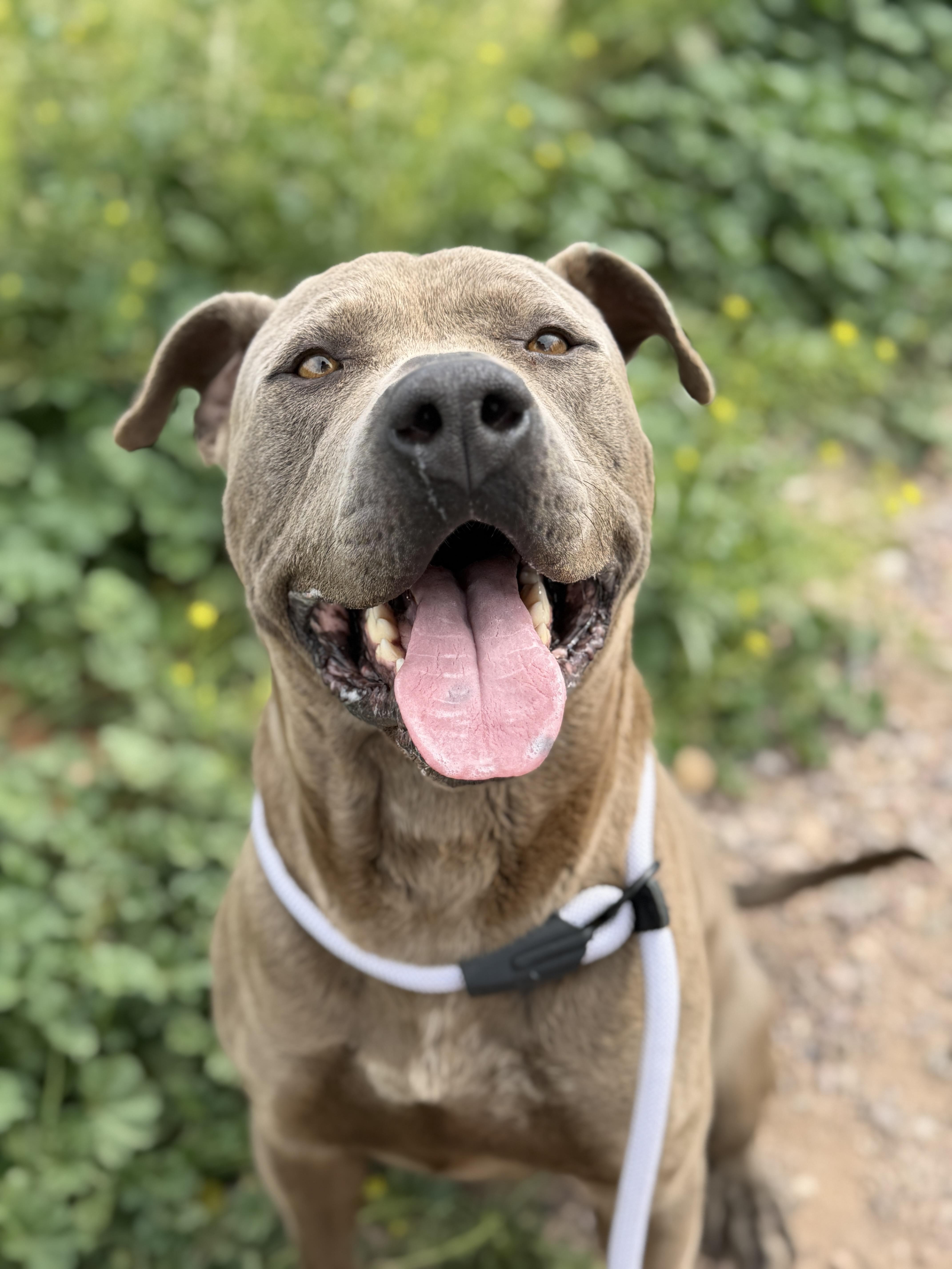 Enlarge Jack, a ADOPTABLE Pit Bull Terrier in Sierra Vista, AZ image 3/3