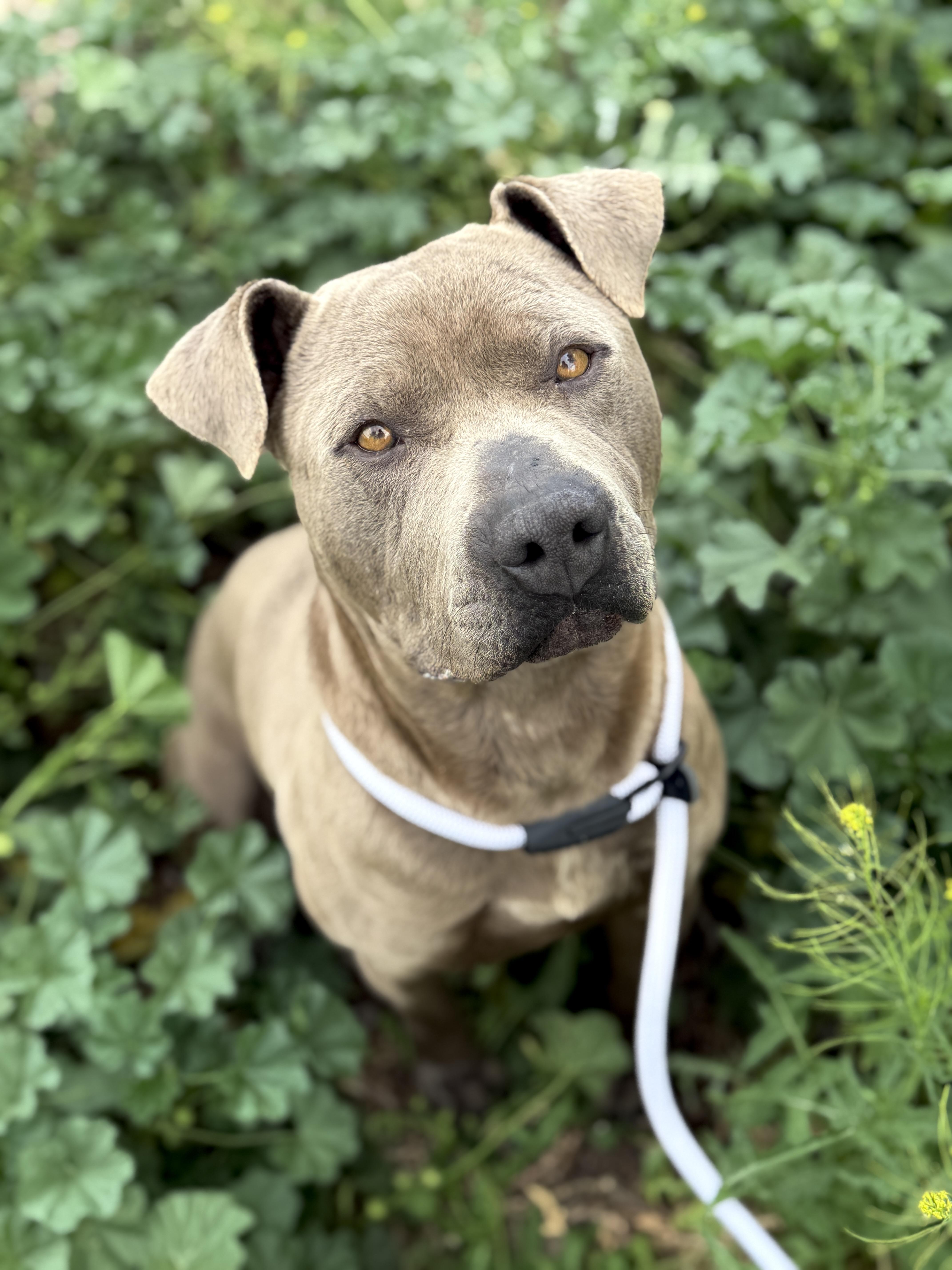 Jack, ADOPTABLE, Adult Male Pit Bull Terrier.