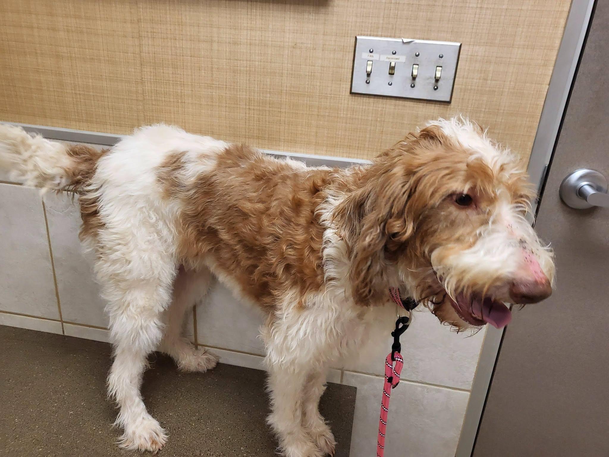 Enlarge Maggie, a Adopted Labradoodle in Salisbury, NC image 4/4