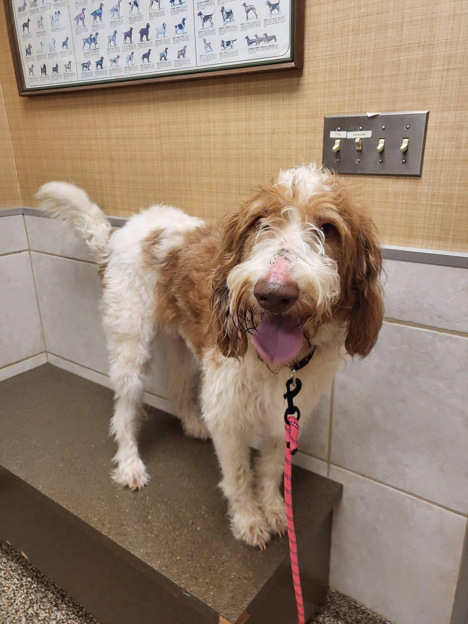Enlarge Maggie, a Adopted Labradoodle in Salisbury, NC image 3/4