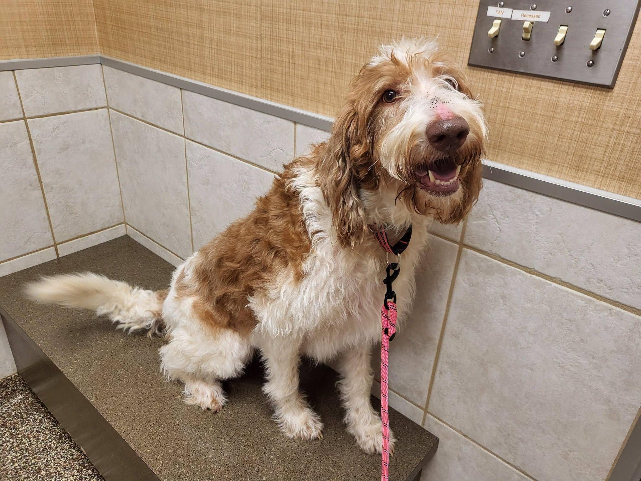 Enlarge Maggie, a Adopted Labradoodle in Salisbury, NC image 1/4