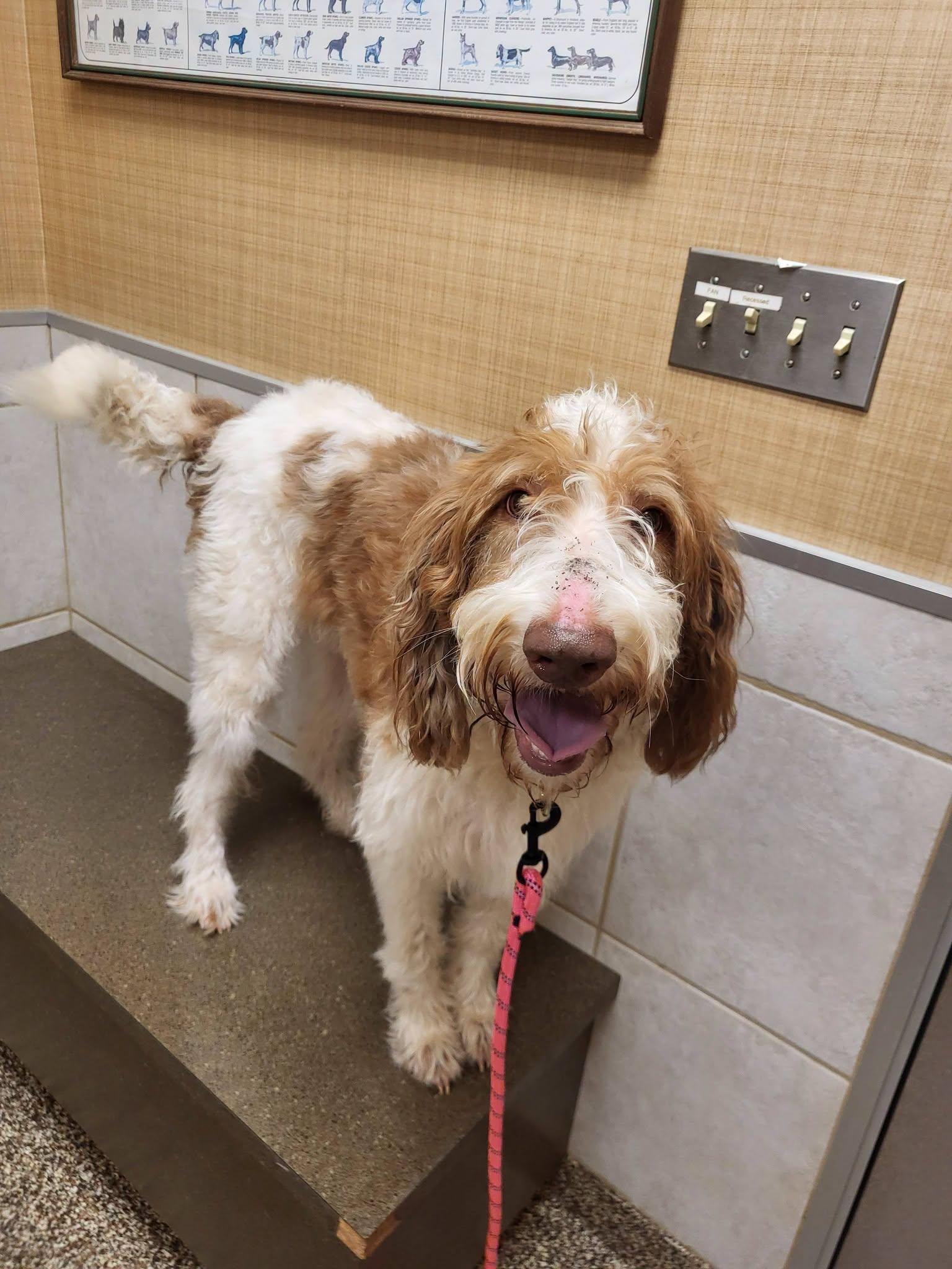 Enlarge Maggie, a Adopted Labradoodle in Salisbury, NC image 2/4