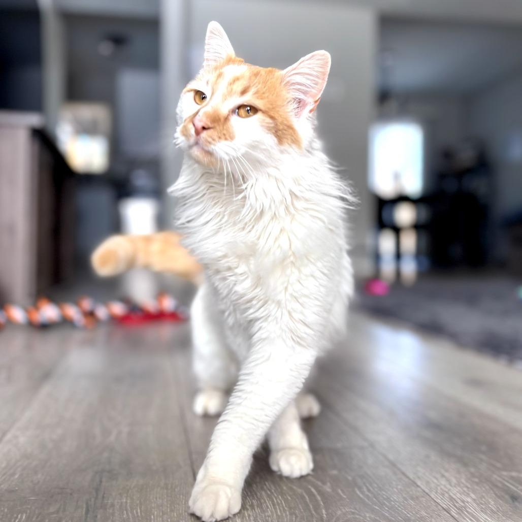 Holmes — thumbnail 2