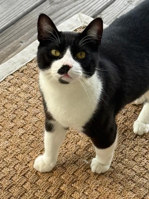 (CP) Oreo, Adoptable, Young Female Tuxedo & Domestic Short Hair.