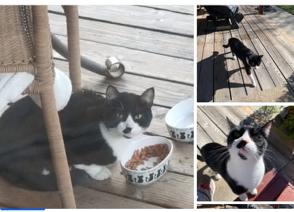 (CP) Oreo, a Adoptable mixed breed in North Highlands, CA image 2/2