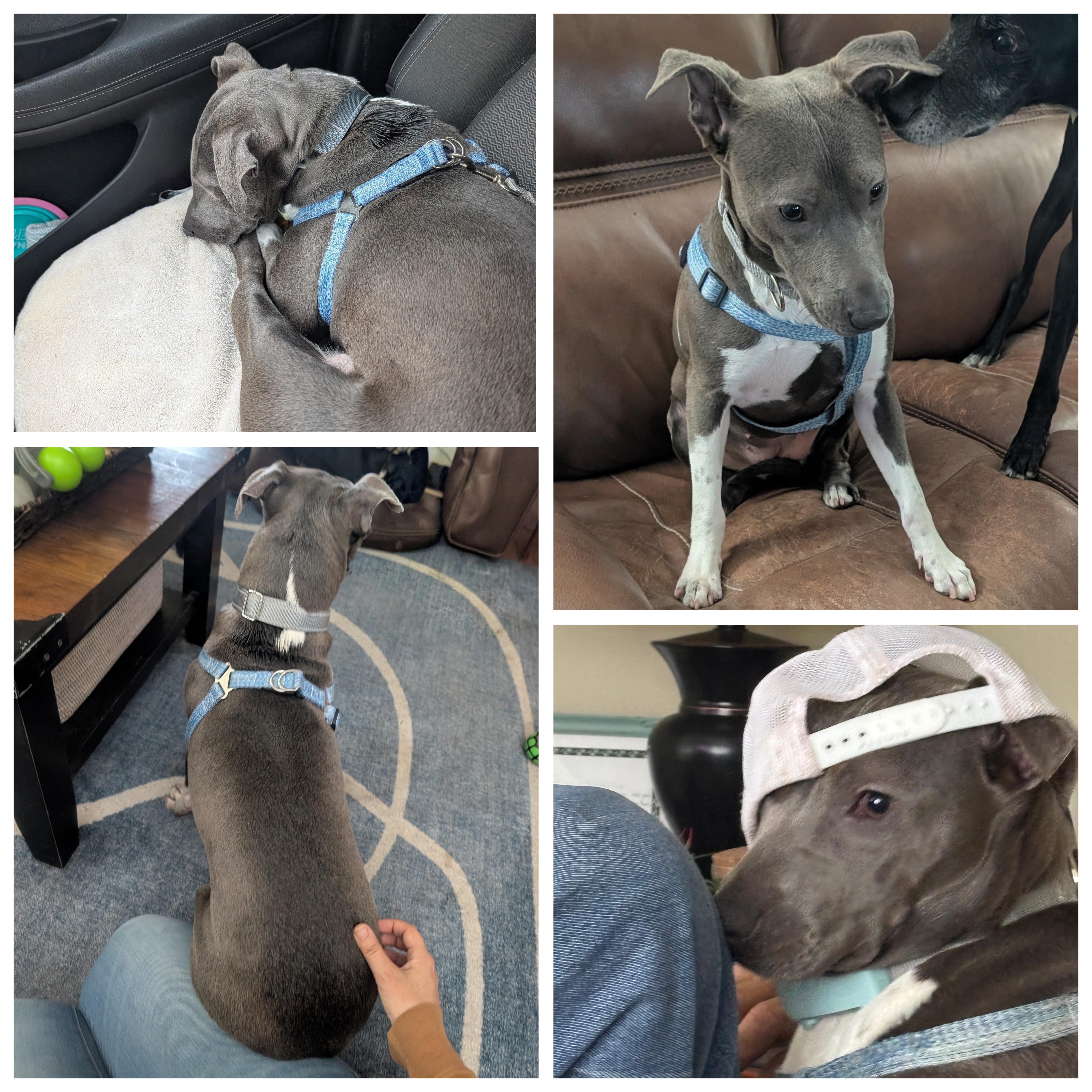 Maya, a ADOPTABLE mixed breed in Austin , TX image 3/6