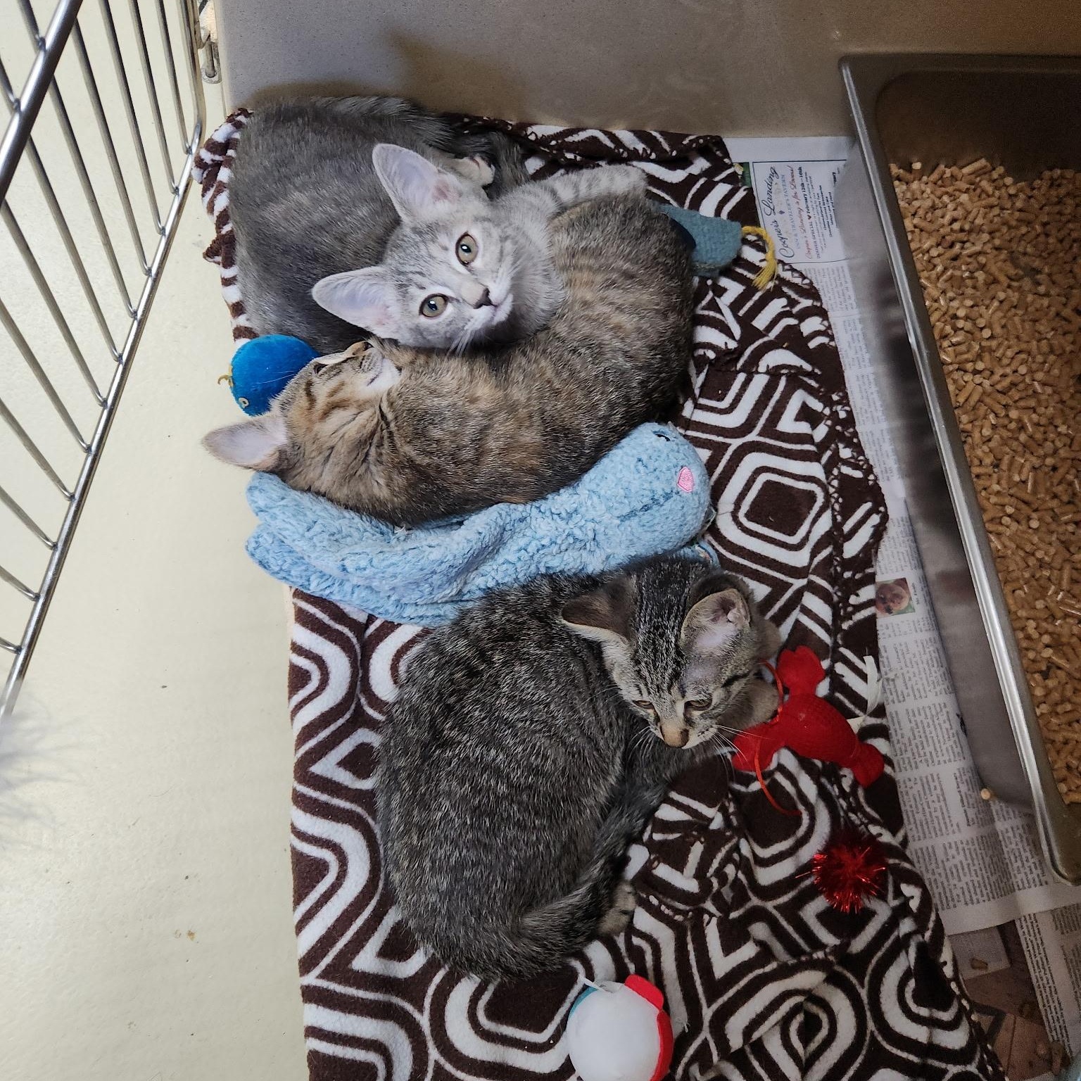 Enlarge Basque, an adopted mixed breed in Clarksville, VA image 2/4