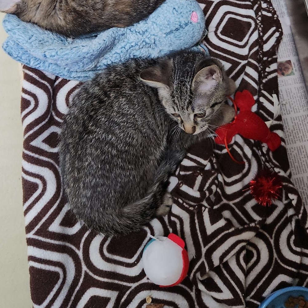 Enlarge Basque, an adopted mixed breed in Clarksville, VA image 4/4