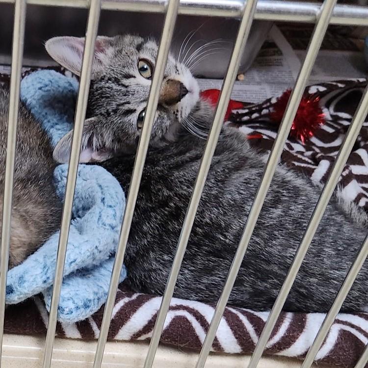 Enlarge Basque, an adopted mixed breed in Clarksville, VA image 1/4