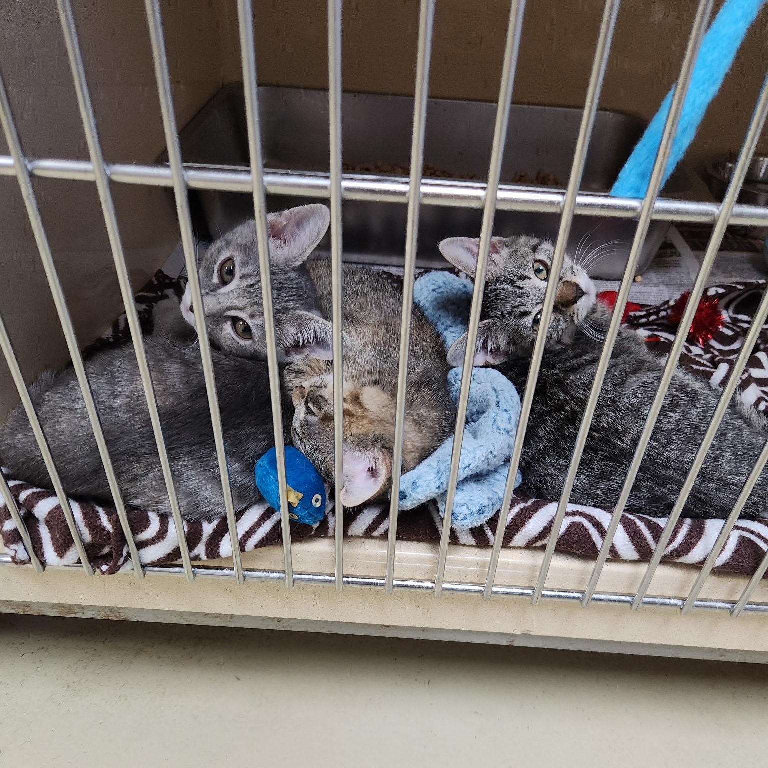 Enlarge Basque, an adopted mixed breed in Clarksville, VA image 3/4