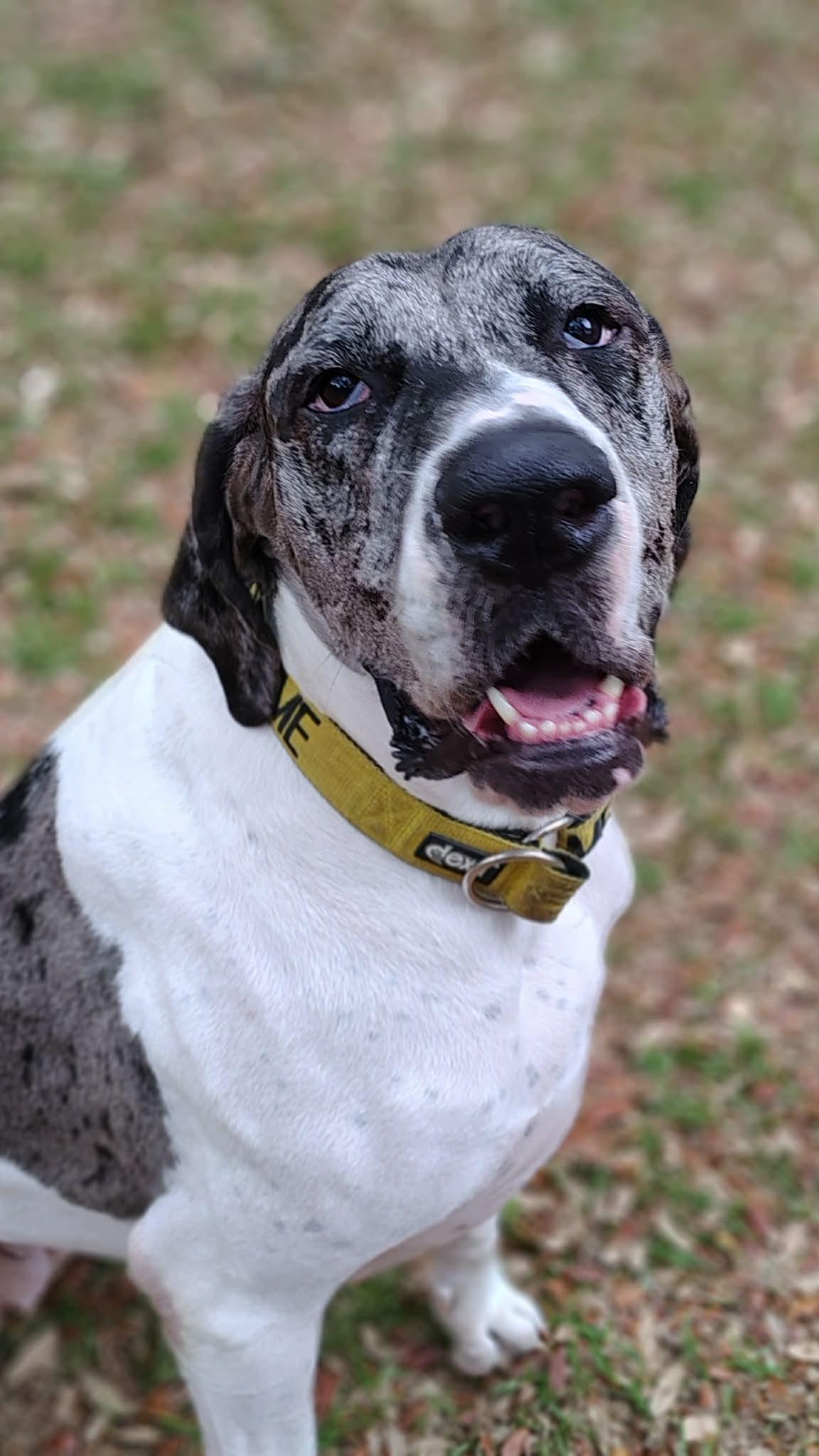 Luna, an adoptable Great Dane in Pensacola, FL image 5/6