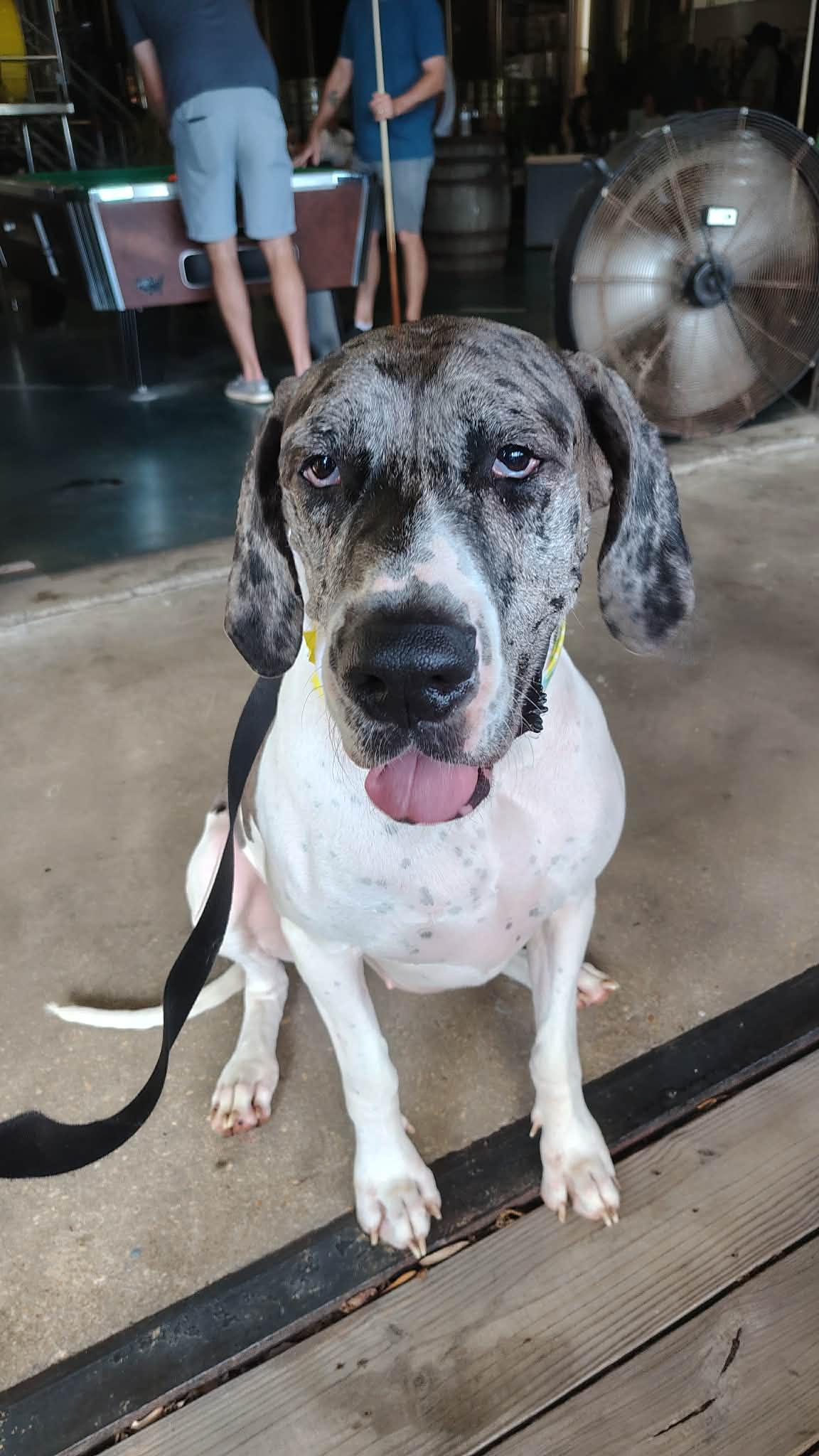 Luna, an adoptable Great Dane in Pensacola, FL image 6/6