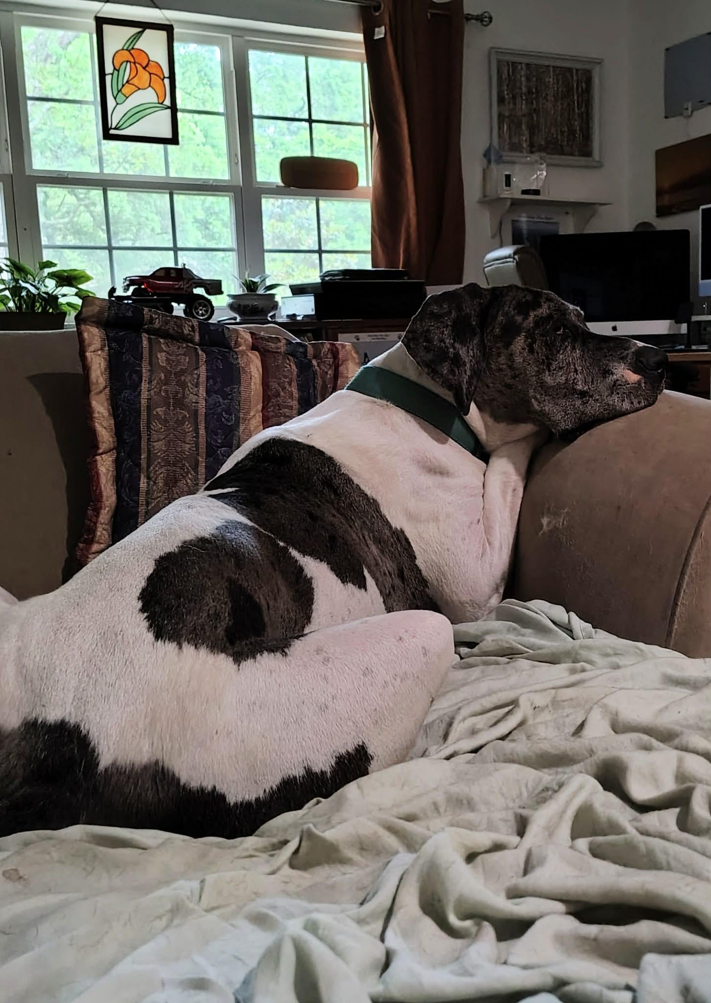 Luna, an adoptable Great Dane in Pensacola, FL image 3/6