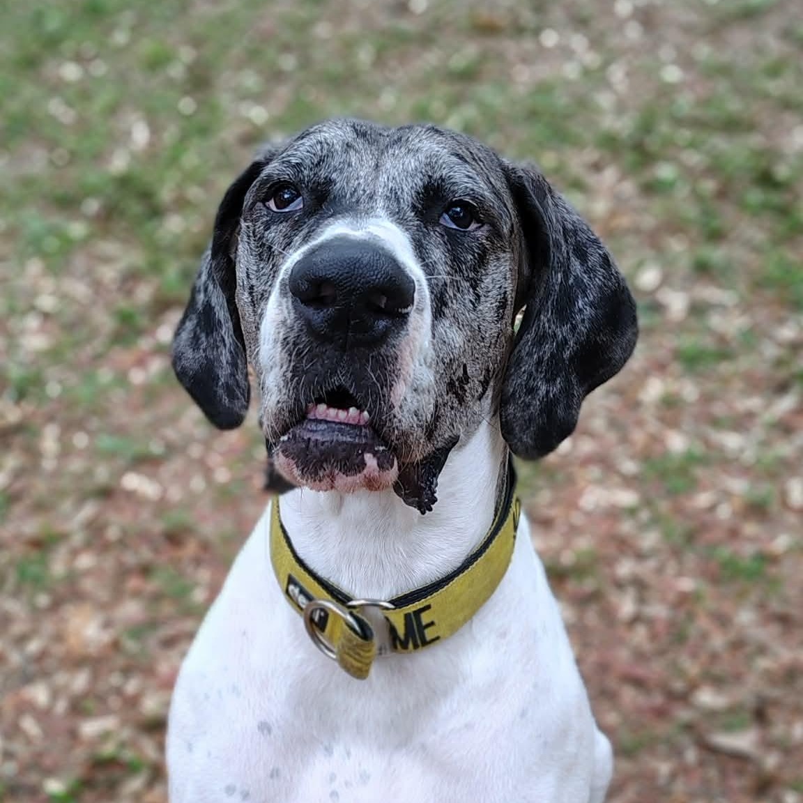 Luna, an adoptable Great Dane in Pensacola, FL image 1/6