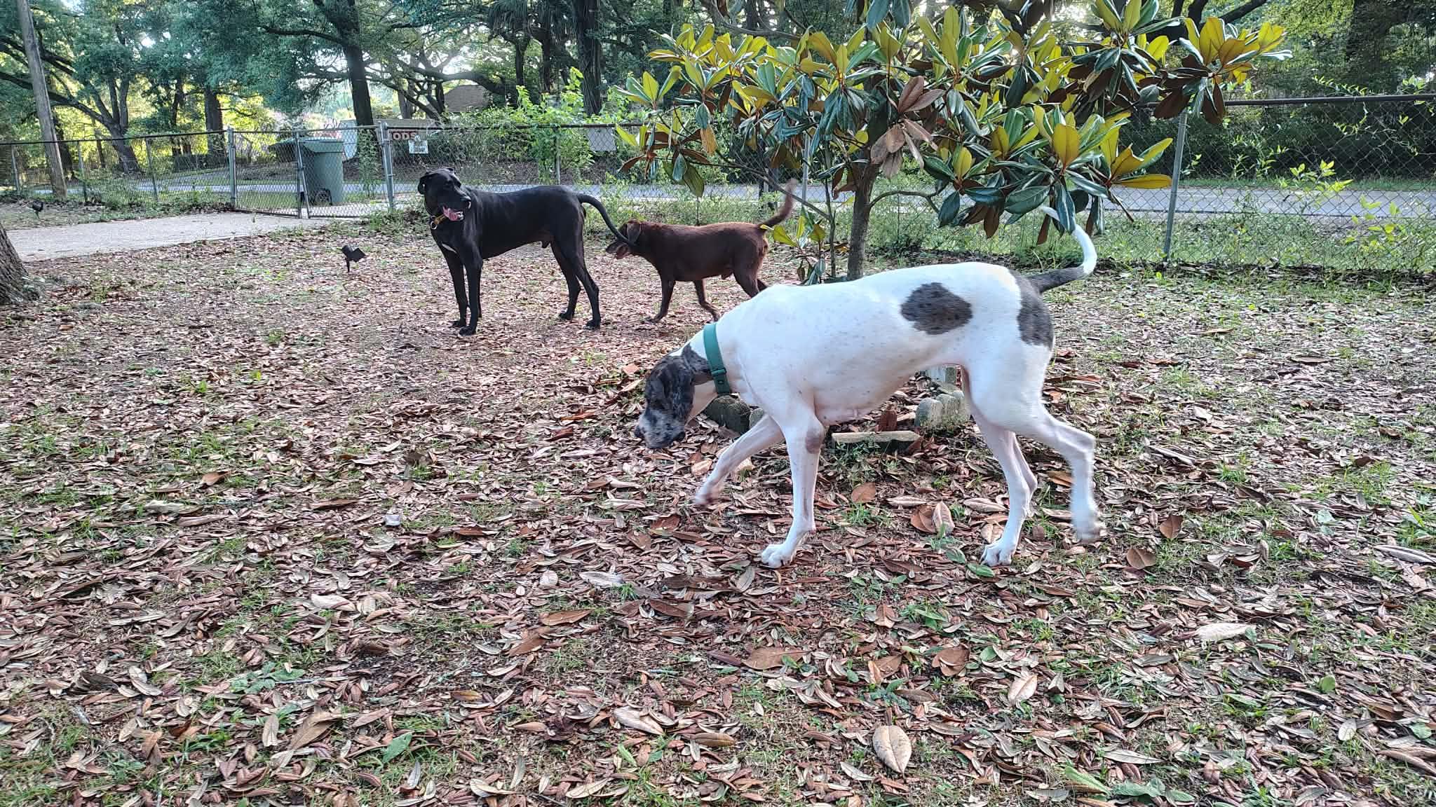 Luna, an adoptable Great Dane in Pensacola, FL image 2/6