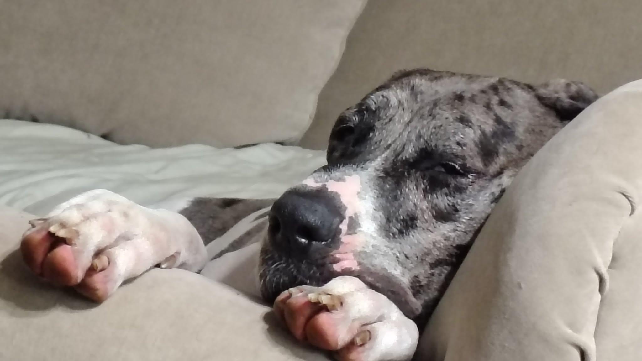 Luna, an adoptable Great Dane in Pensacola, FL image 4/6