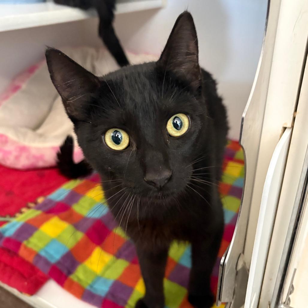 Grasshopper, ADOPTABLE, Adult Female Domestic Short Hair.