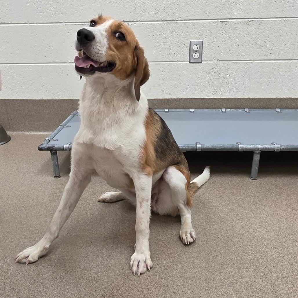 Enlarge Tashawna, a Adoptable Hound in Chatham, VA image 1/1