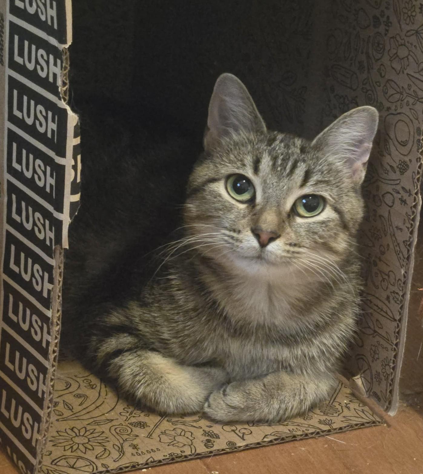 Sasha, Adoptable, Young Female Tabby.