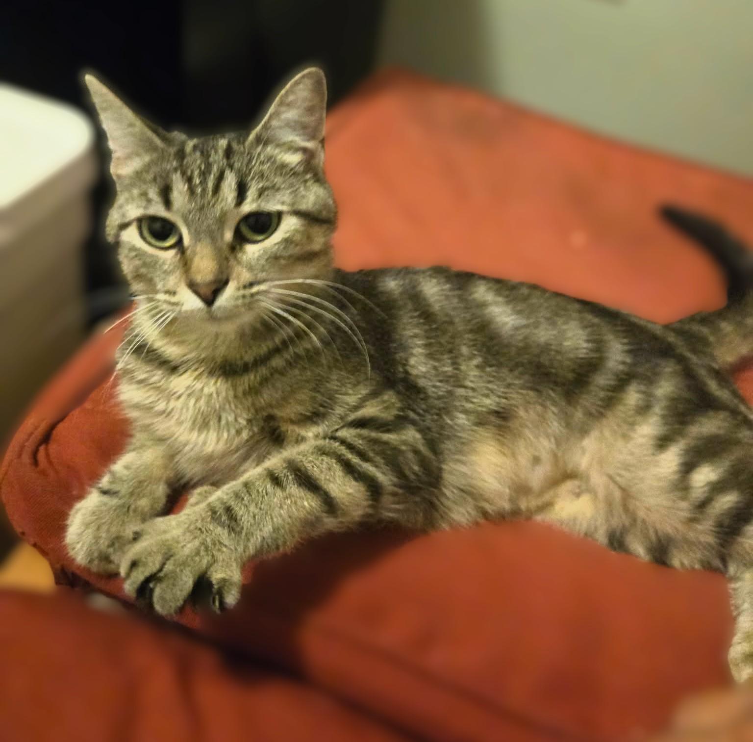 Sasha, ADOPTABLE, Young Female Tabby.