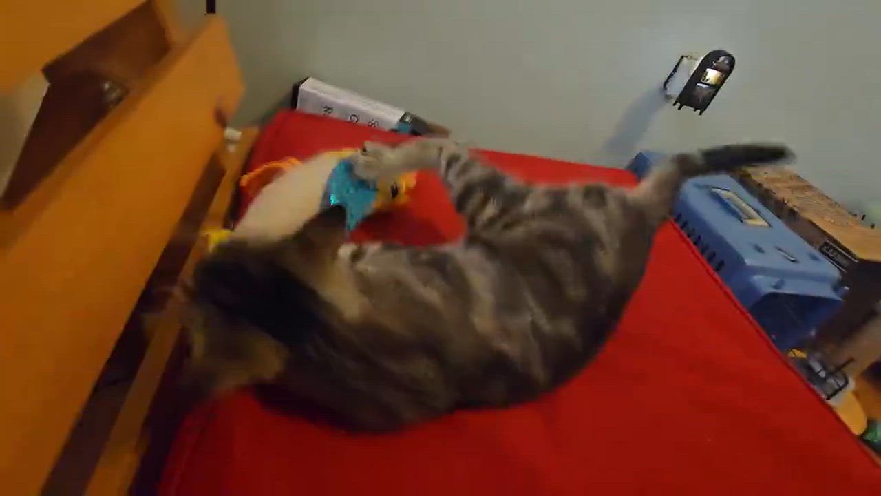 Enlarge Sasha, a Adoptable Tabby in Hamilton, ON video 4/4