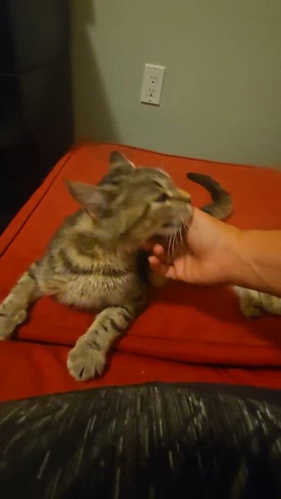 Enlarge Sasha, a ADOPTABLE Tabby in Hamilton, ON video 2/2