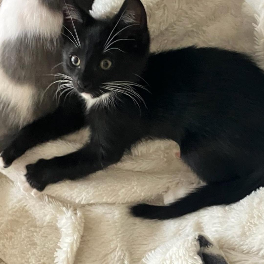 Enlarge Vasio, a Adoptable Domestic Short Hair in HUNTINGTON BEACH, CA image 3/3