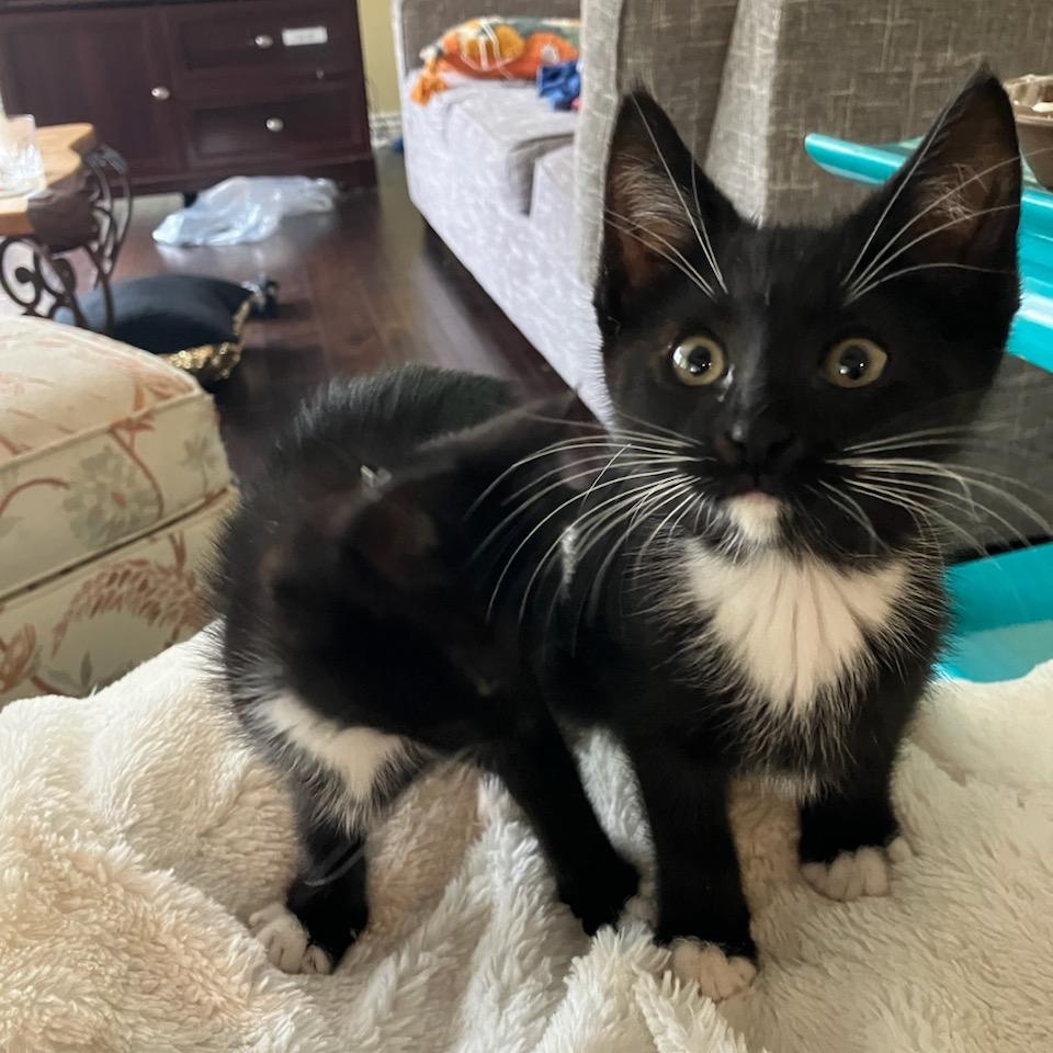 Enlarge Vasio, a Adoptable Domestic Short Hair in HUNTINGTON BEACH, CA image 1/3