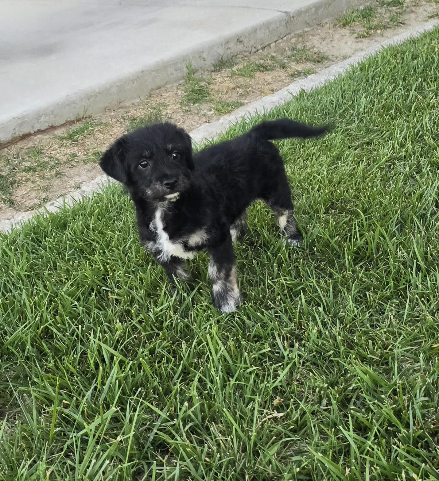 Enlarge Teddy Bear, a ADOPTABLE mixed breed in Tracy, CA image 4/4