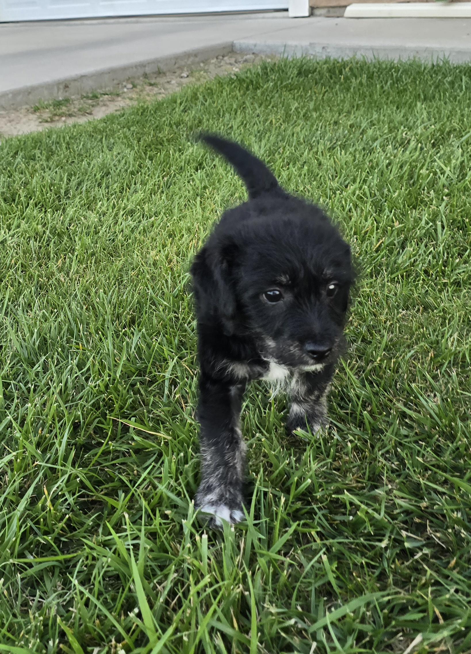 Enlarge Teddy Bear, a ADOPTABLE mixed breed in Tracy, CA image 3/4