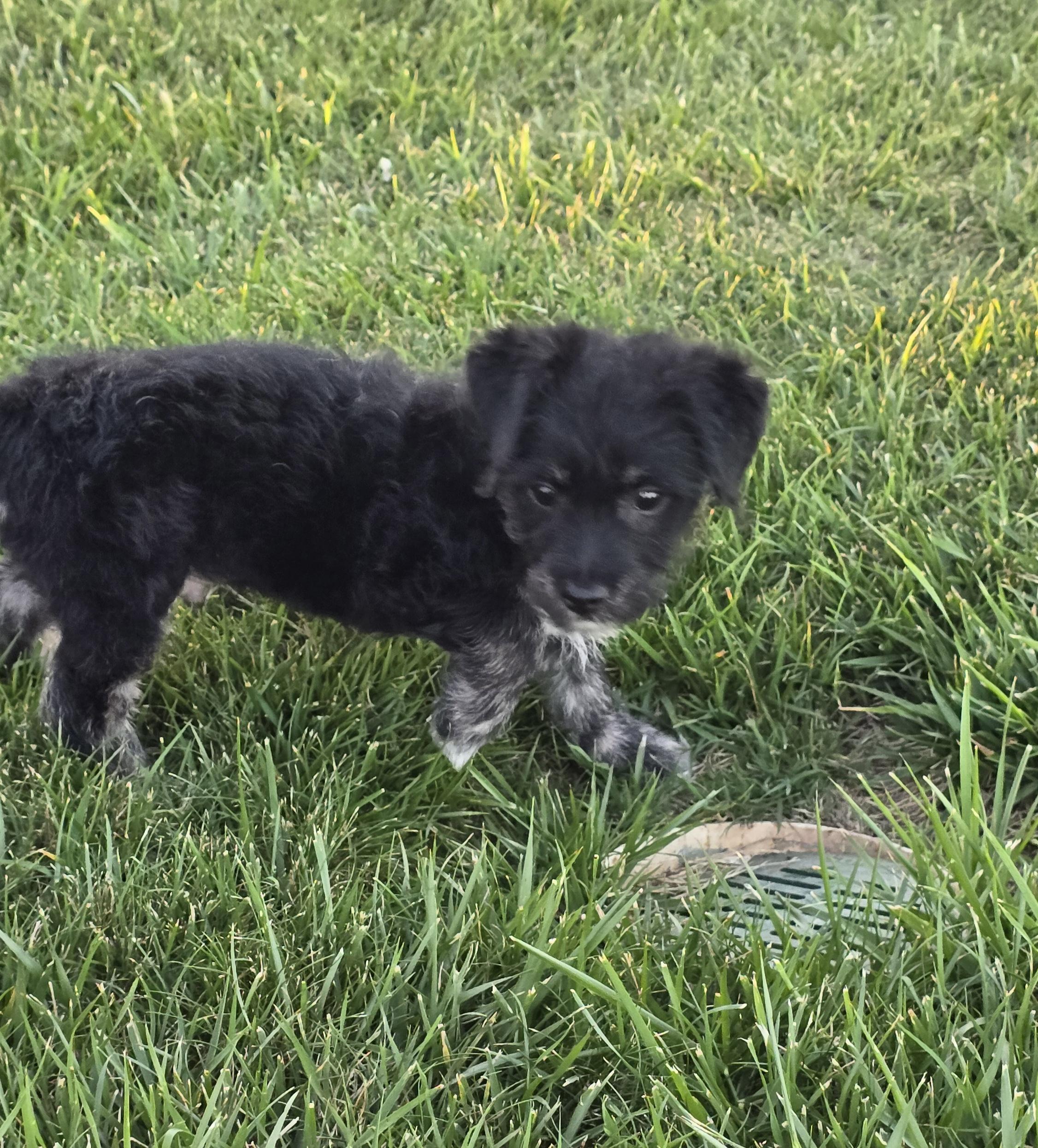 Enlarge Teddy Bear, a ADOPTABLE mixed breed in Tracy, CA image 2/4