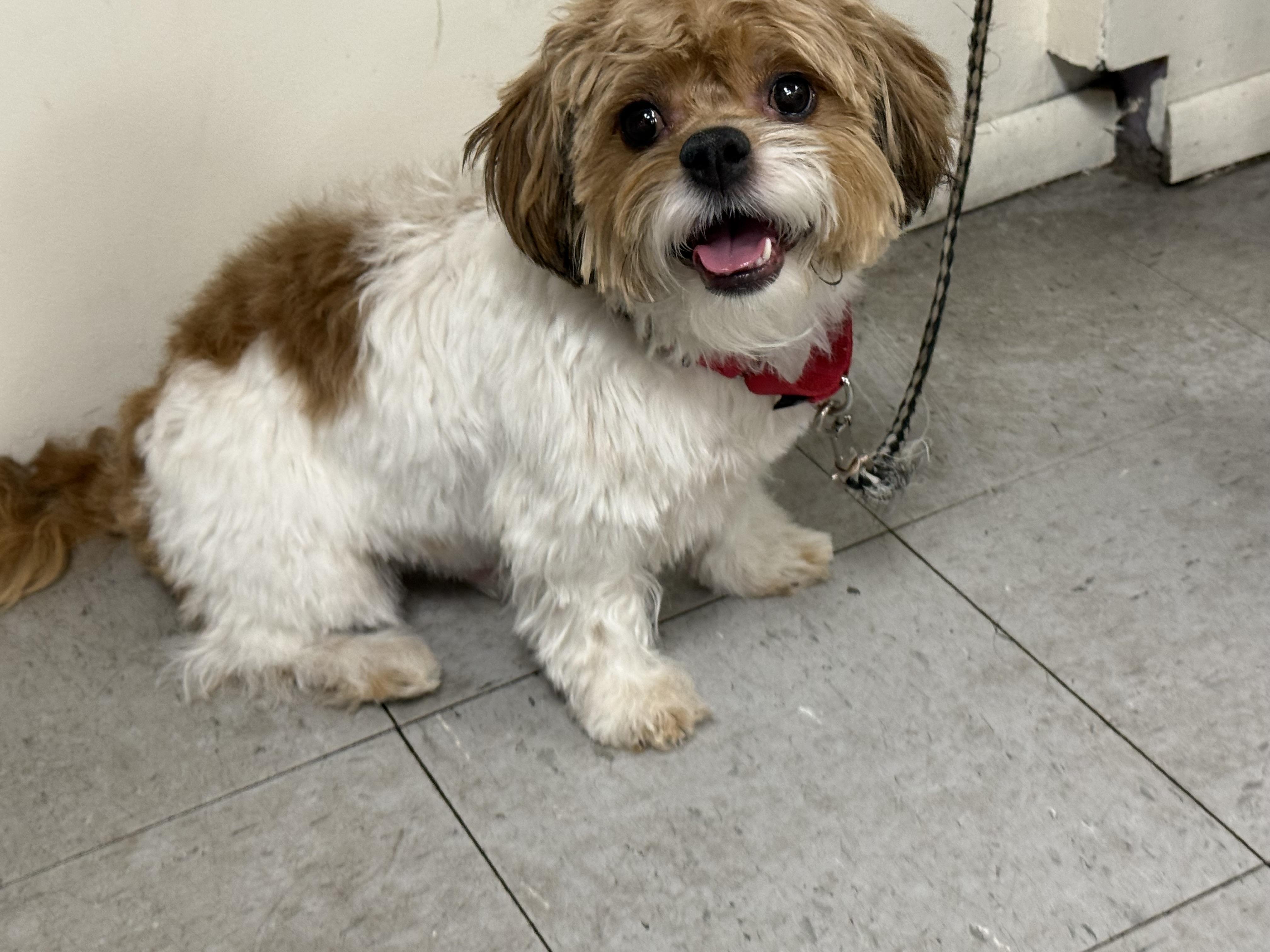 Enlarge Dolce, a ADOPTABLE mixed breed in Littleton, CO image 2/4