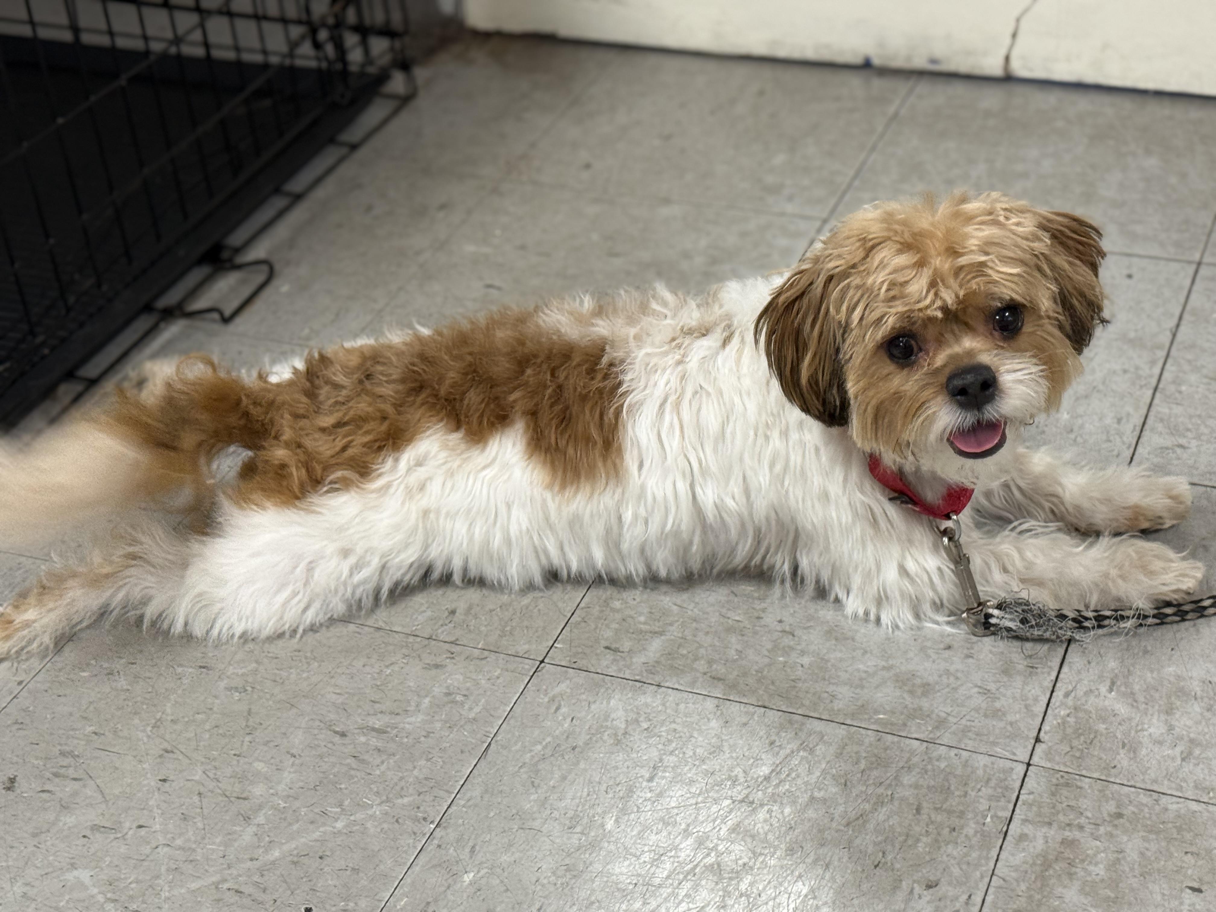 Enlarge Dolce, a ADOPTABLE mixed breed in Littleton, CO image 3/4