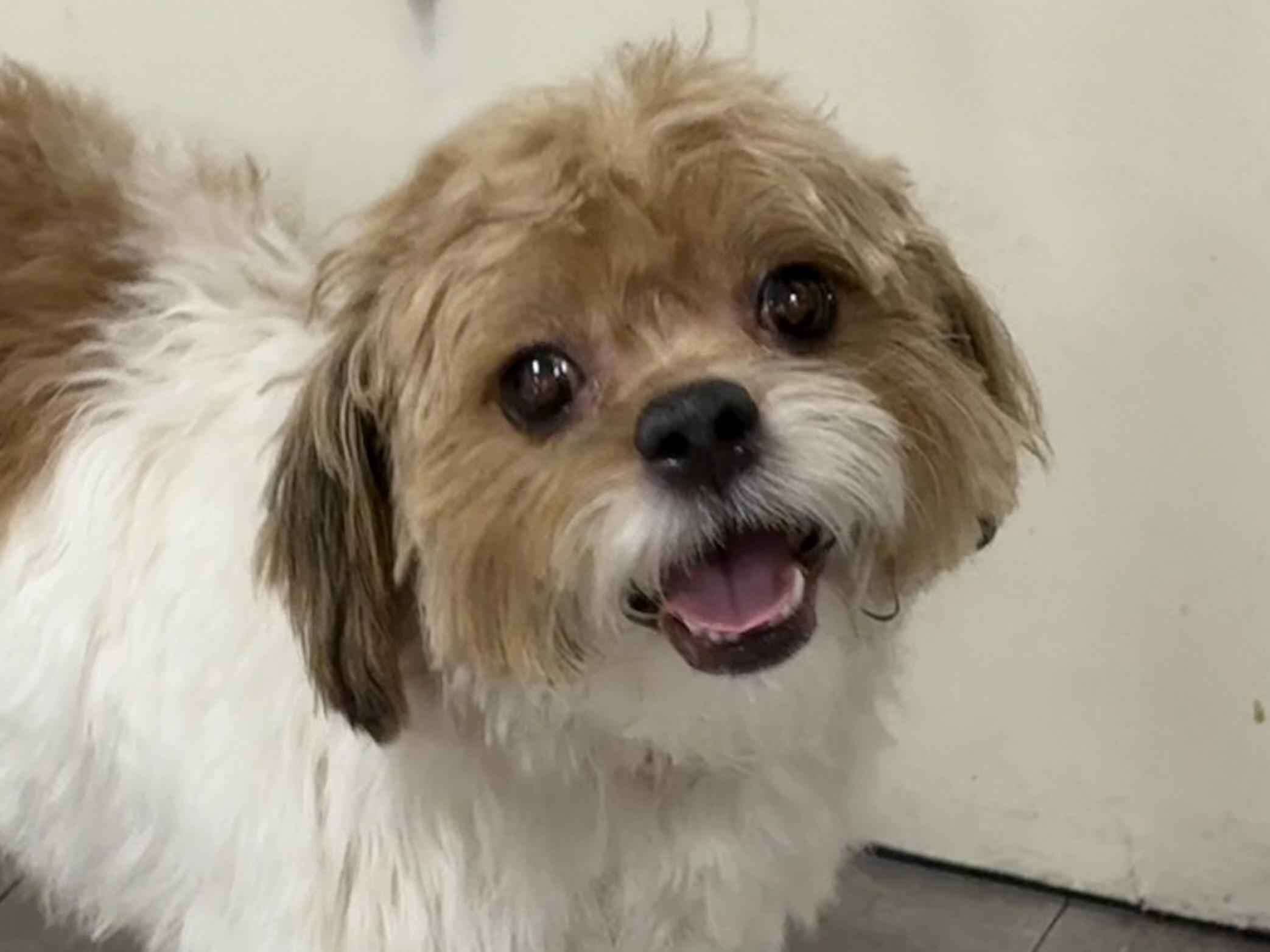 Dolce, ADOPTABLE, Young Male Havanese.