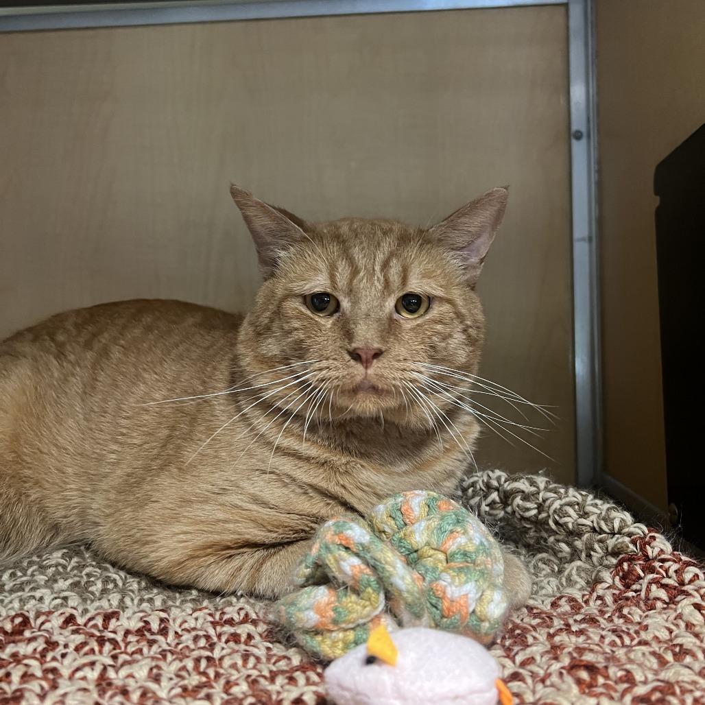 Pot Roast, Adoptable, Adult Male Domestic Short Hair.