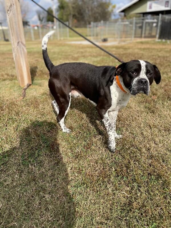 Prancer, Adoptable, Young Male Boxer & Mixed Breed.
