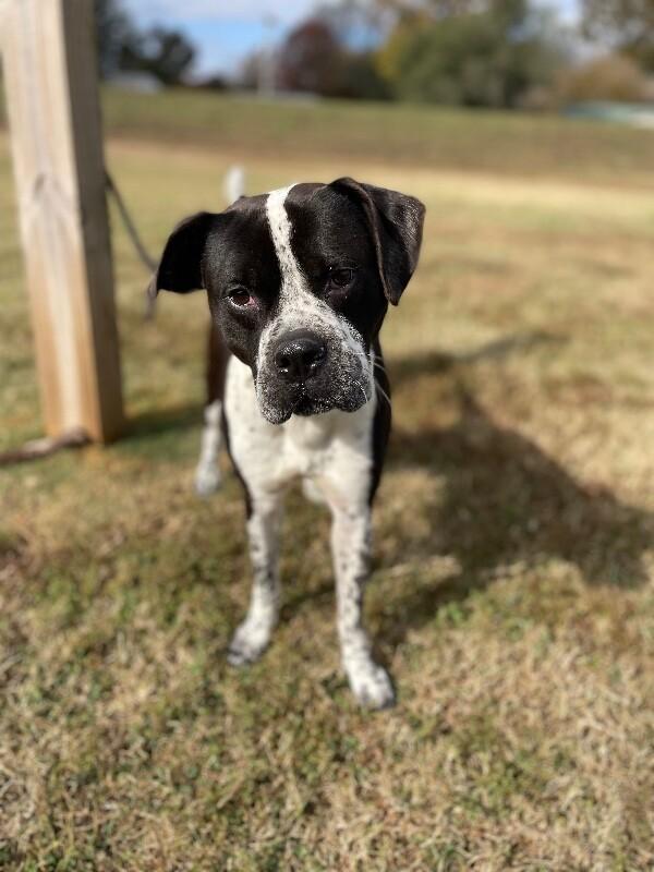 Enlarge Prancer, a Adoptable mixed breed in Maryville, TN image 2/6