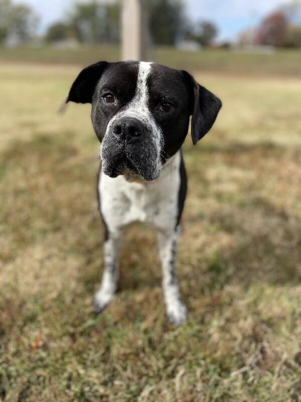 Enlarge Prancer, a Adoptable mixed breed in Maryville, TN image 3/6