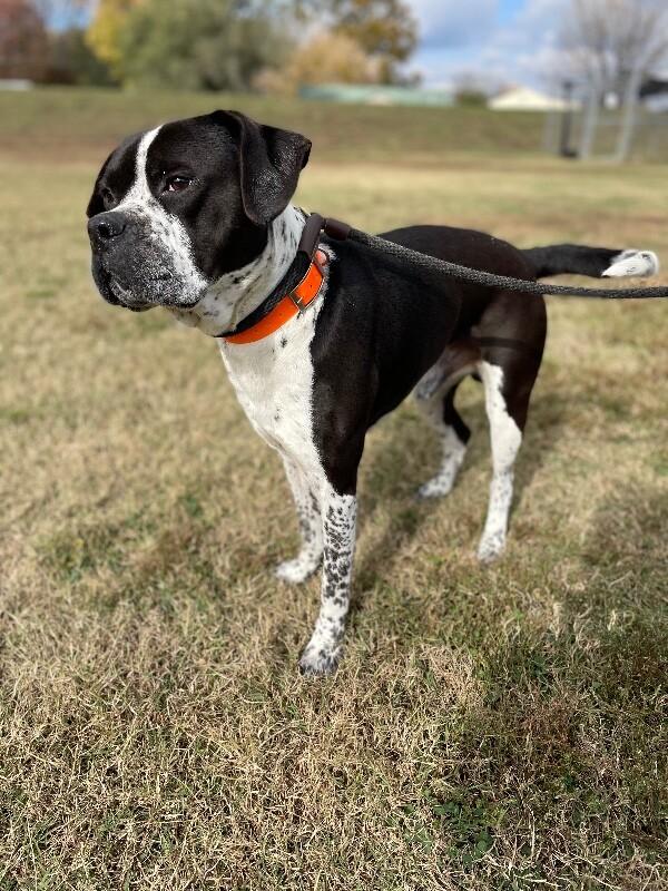 Enlarge Prancer, a Adoptable mixed breed in Maryville, TN image 4/6