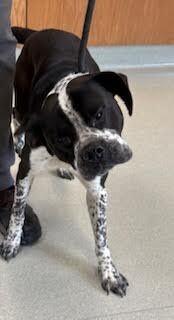 Enlarge Prancer, a Adoptable mixed breed in Maryville, TN image 5/6