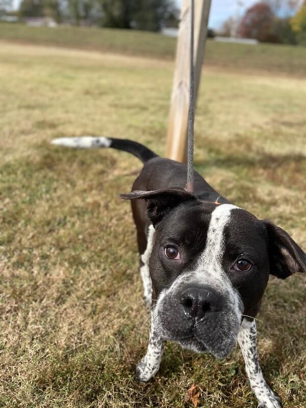 Enlarge Prancer, a Adoptable mixed breed in Maryville, TN image 6/6
