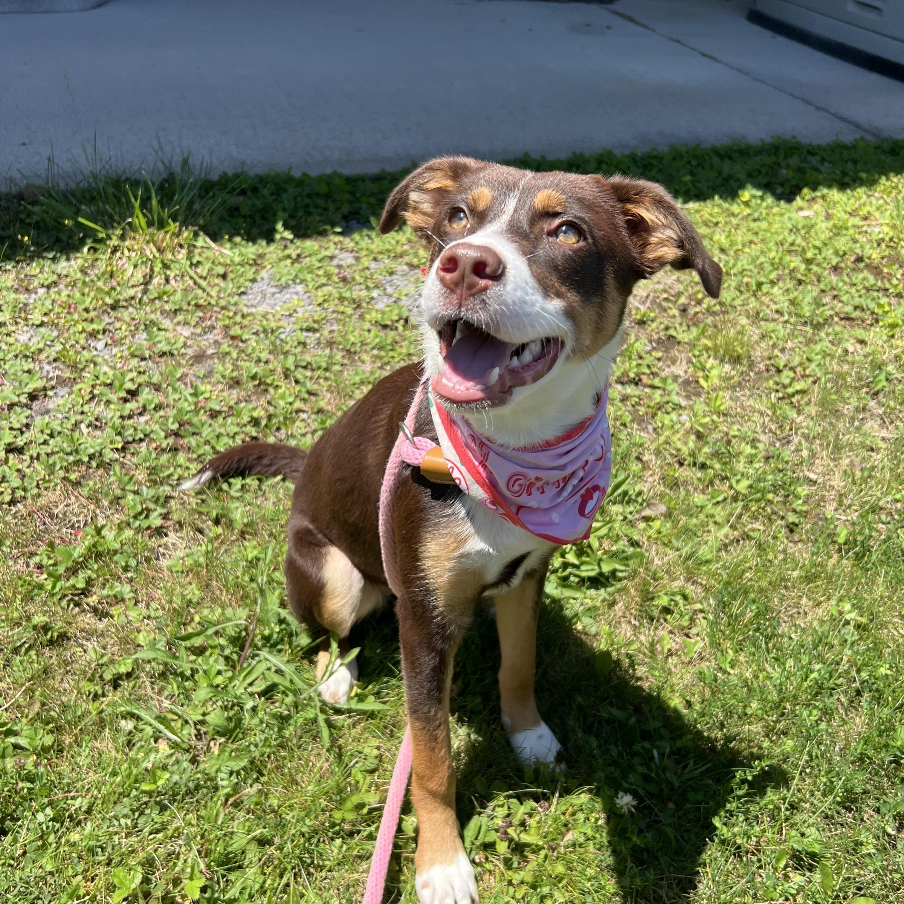 Fancy, adopted, Young Female Australian Shepherd.