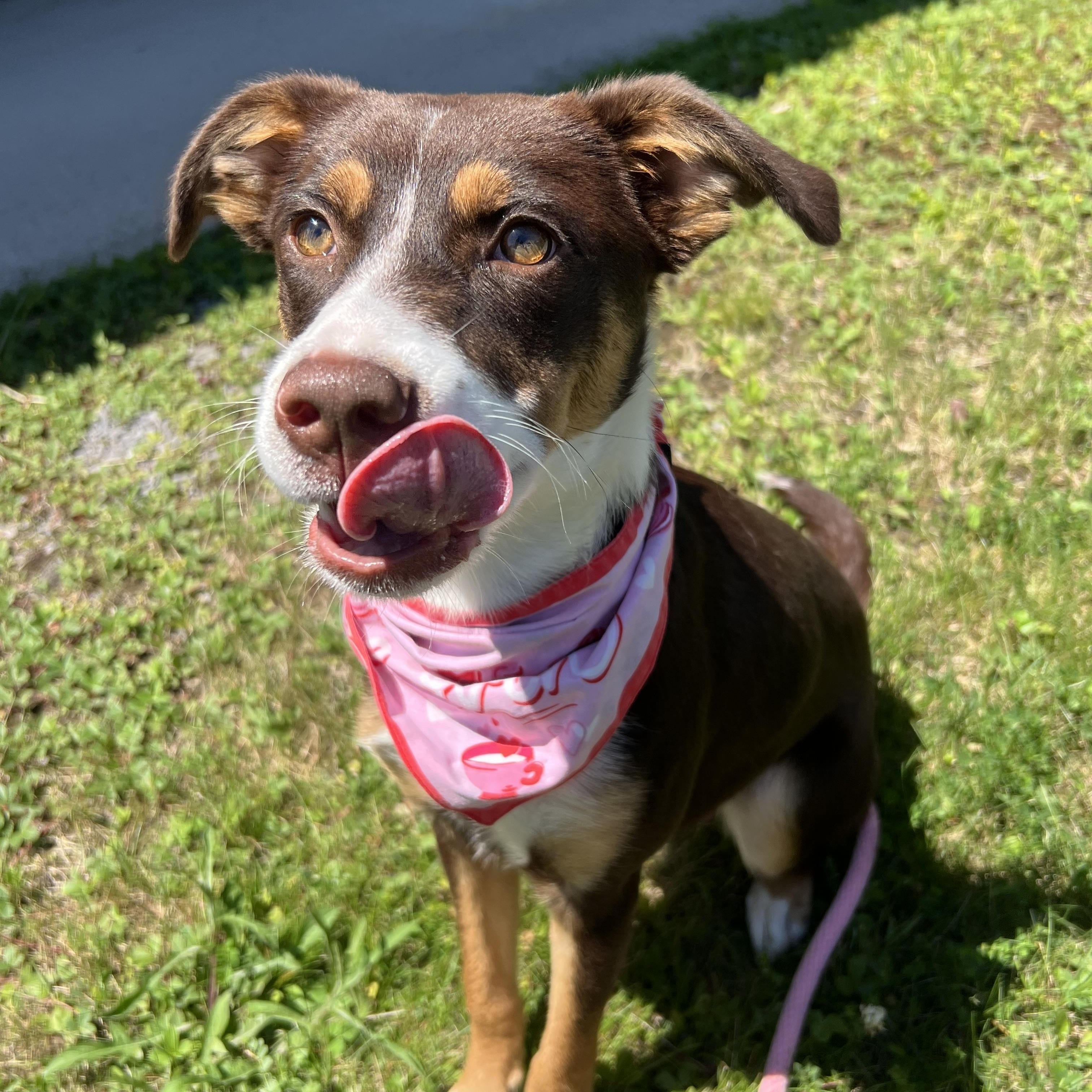 Fancy, an adopted mixed breed in Howes Cave, NY image 2/4