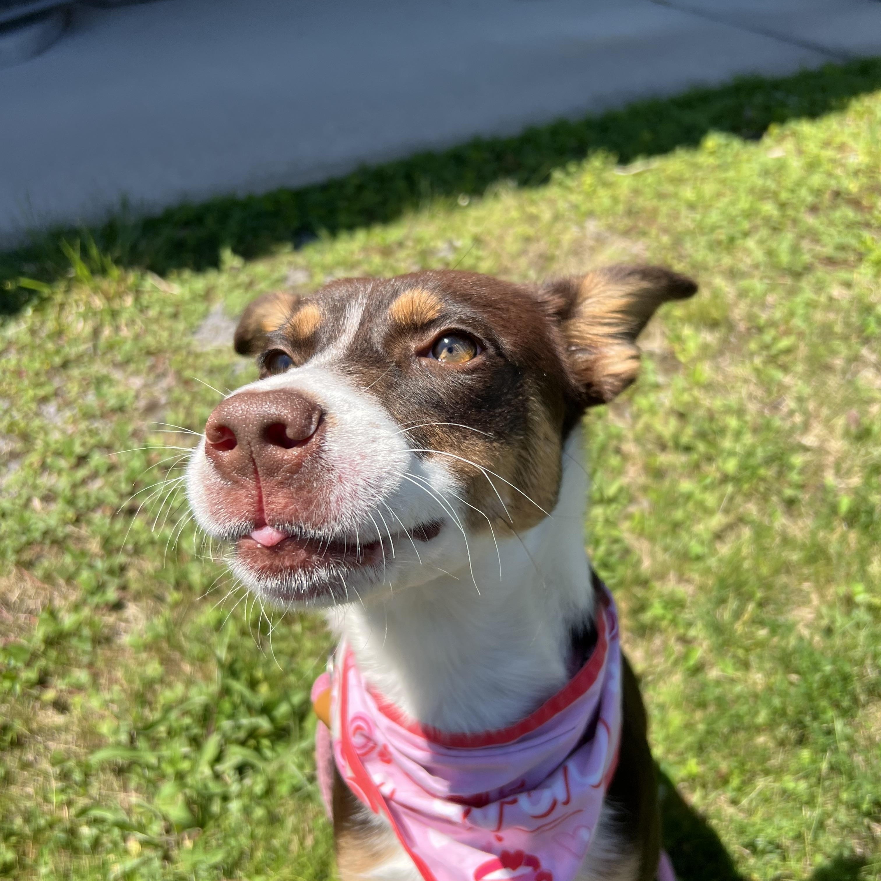 Fancy, an adopted mixed breed in Howes Cave, NY image 3/4