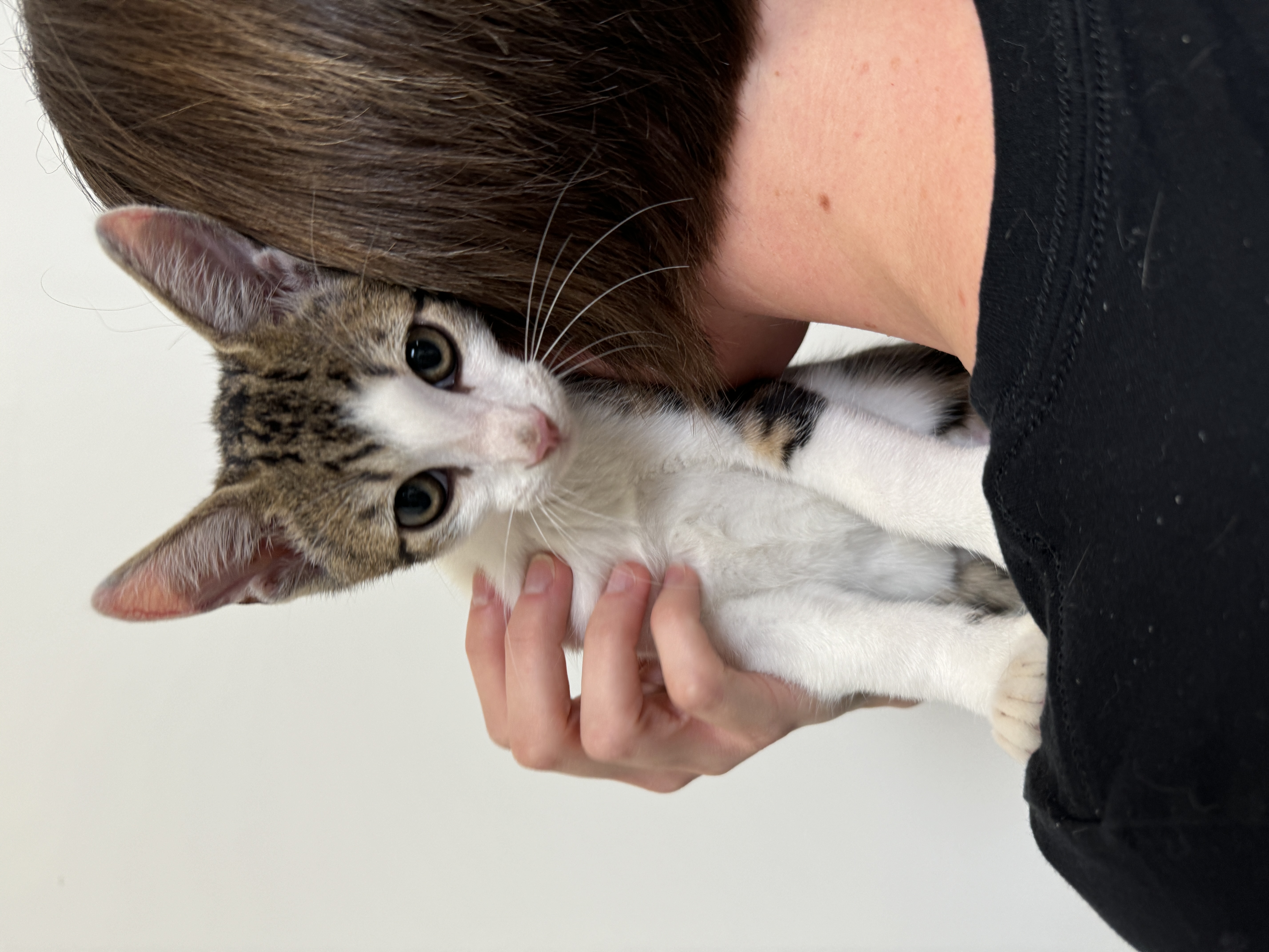 Enlarge Sundance, a Adopted Domestic Short Hair in South Pasadena, CA image 1/3