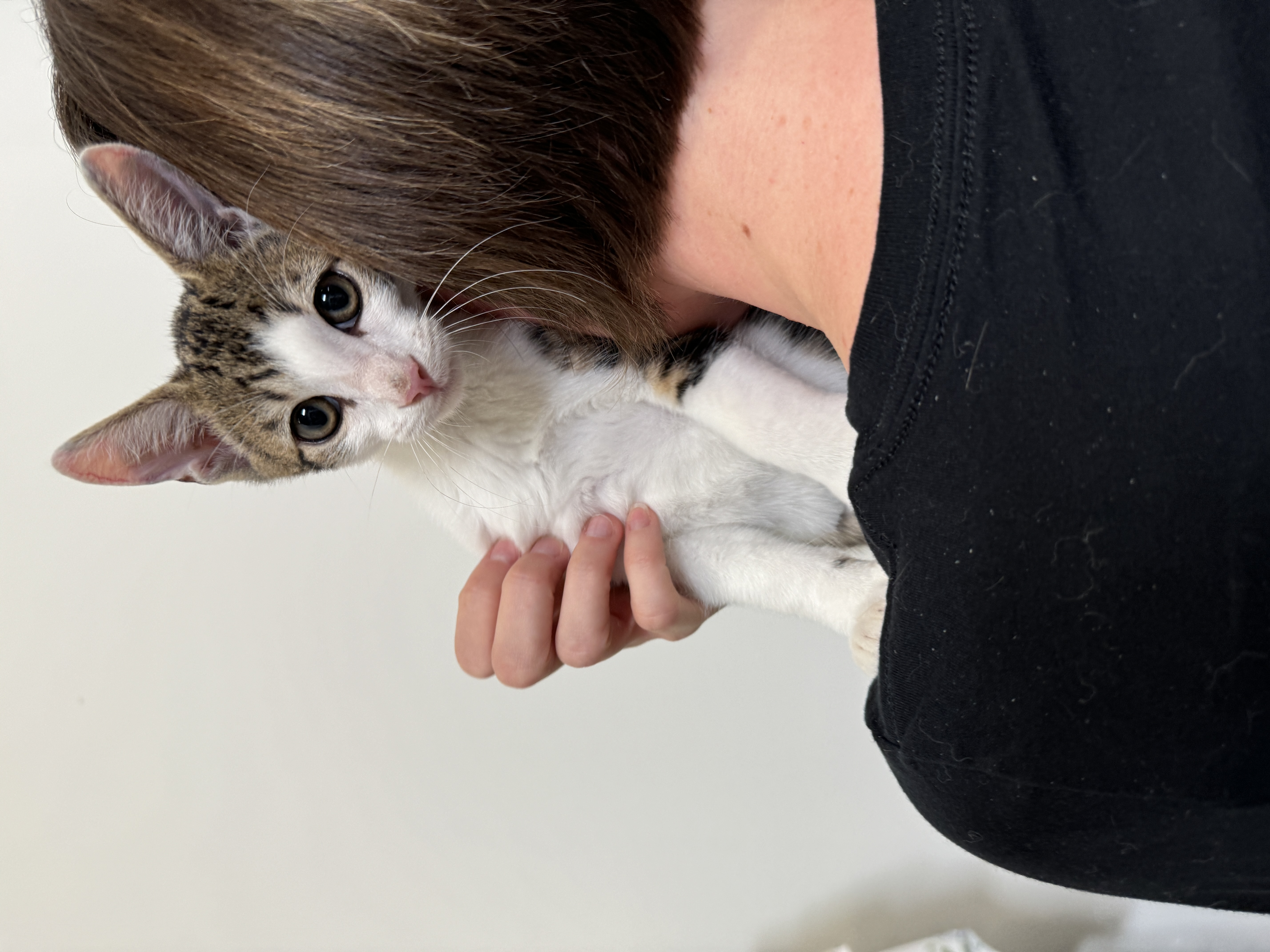 Enlarge Sundance, a Adopted Domestic Short Hair in South Pasadena, CA image 2/3