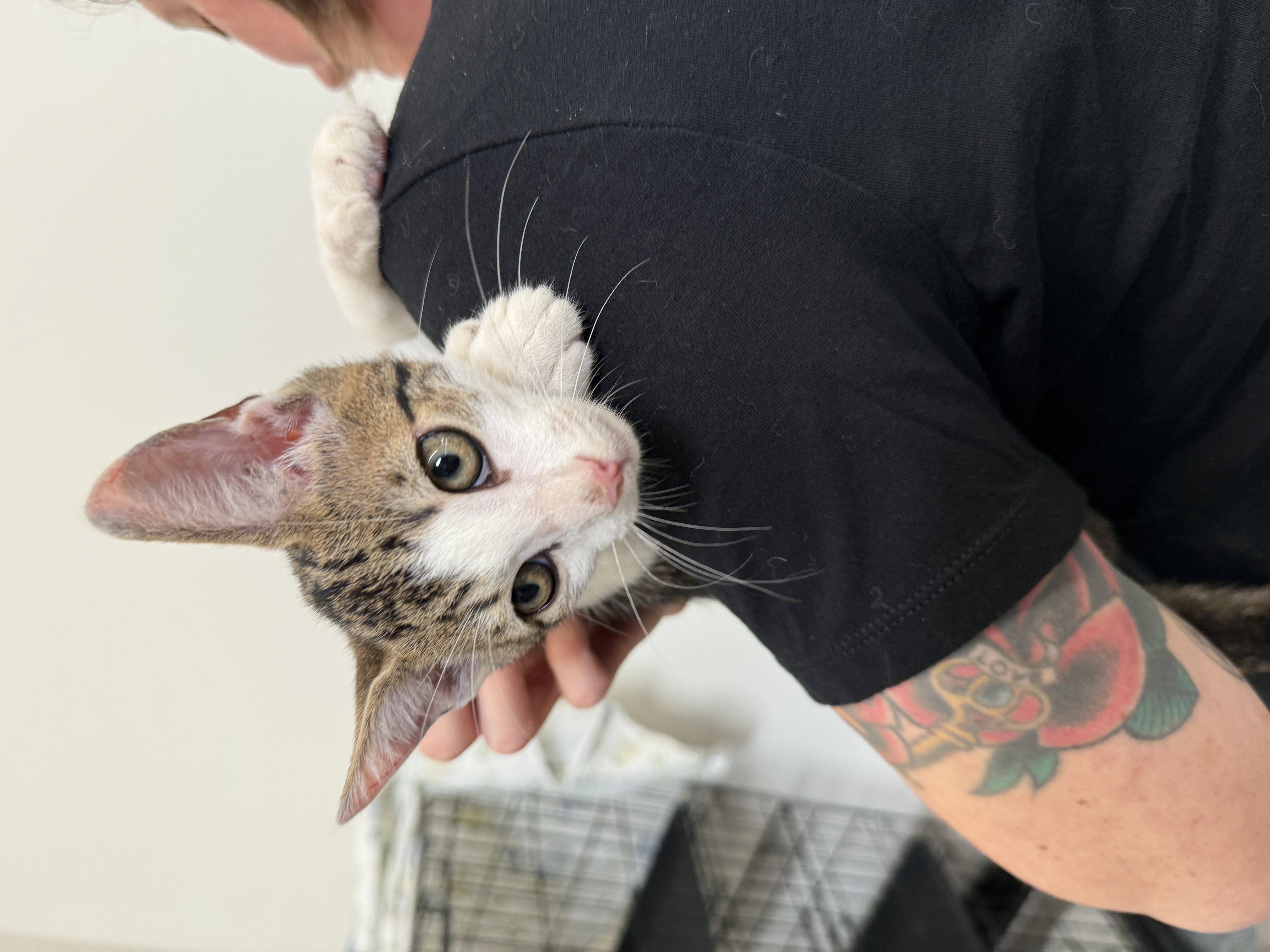 Enlarge Sundance, a Adopted Domestic Short Hair in South Pasadena, CA image 3/3