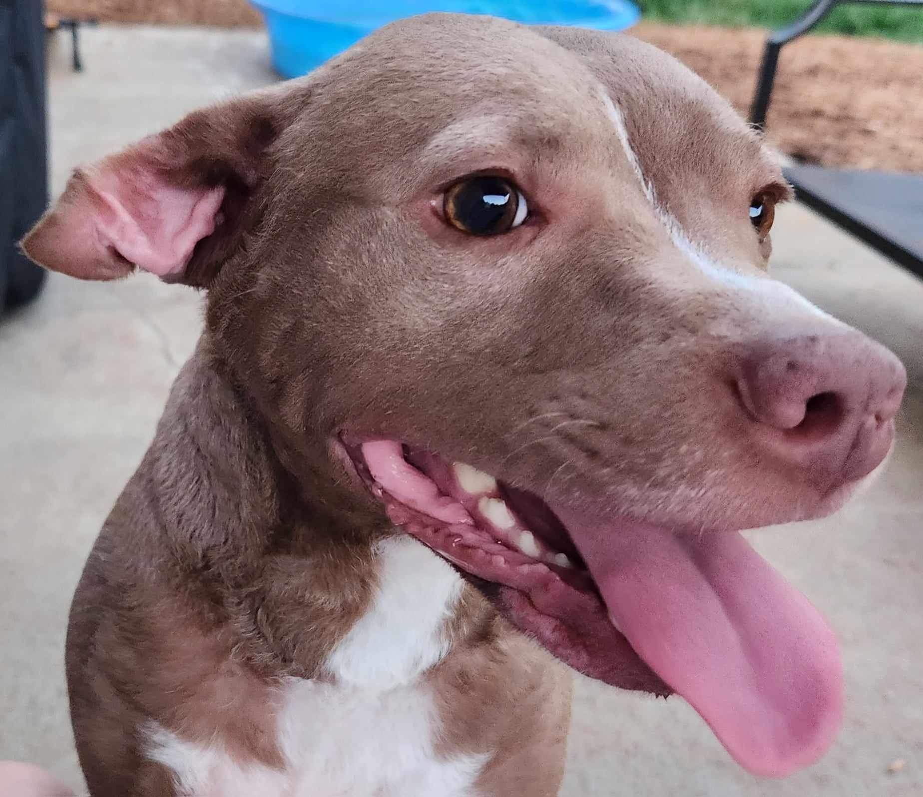 Ginger, Adoptable, Adult Female Pit Bull Terrier.